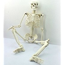 Skeleton - half size